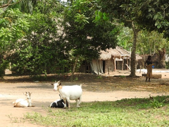 Goats in Ekolongouma